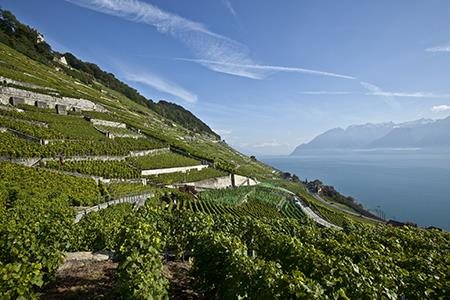 Louis Bovard, Cully Louis Bovard, Cully