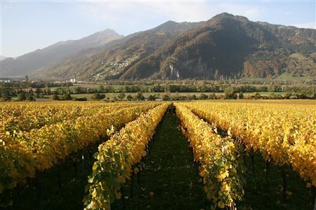 Weingut Donatsch, Martin Donatsch, Malans 